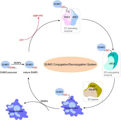 Function and regulation of ubiquitin-like SUMO system in heart